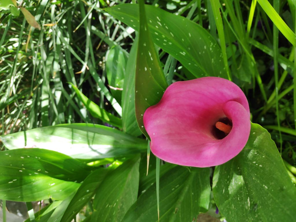 Calla flower photo