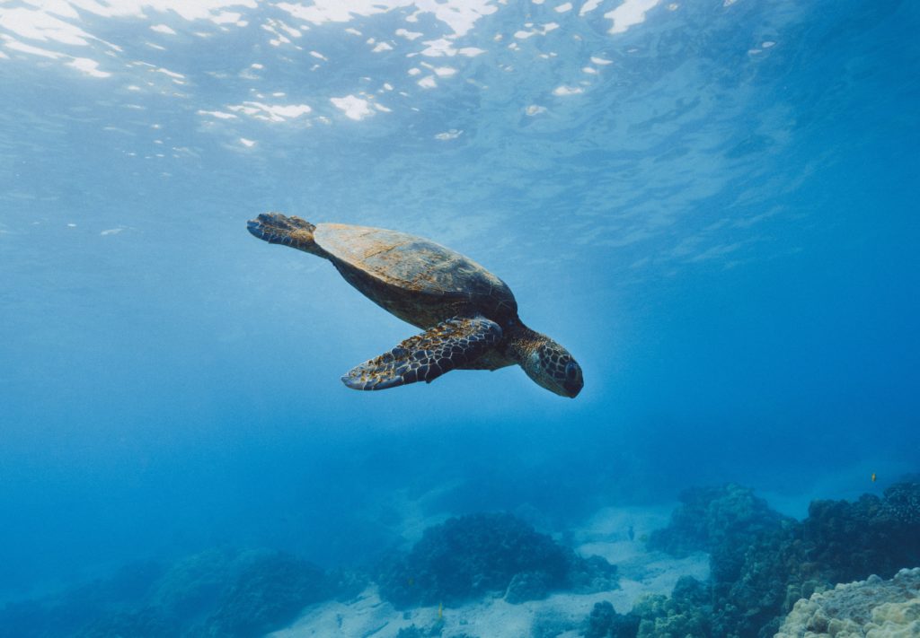 deep sea diving turtle photograph