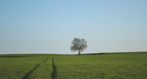 photo of tree in the field and sky blue
